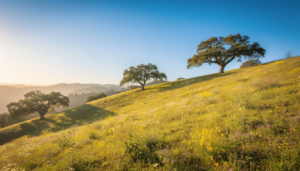The image depicts a picturesque California hillside under a clear blue sky, symbolizing hope and new beginnings, often associated with the recovery journey from drug and alcohol addiction. This serene landscape reflects the supportive environment found in treatment centers, where individuals seek treatment and embark on their path to sobriety.
